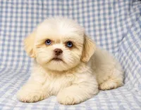 Connor , a male Shih Tzu for sale in Terrell, TX – 6 of 10