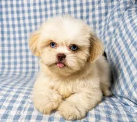 Connor , a male Shih Tzu for sale in Terrell, TX – 8 of 10