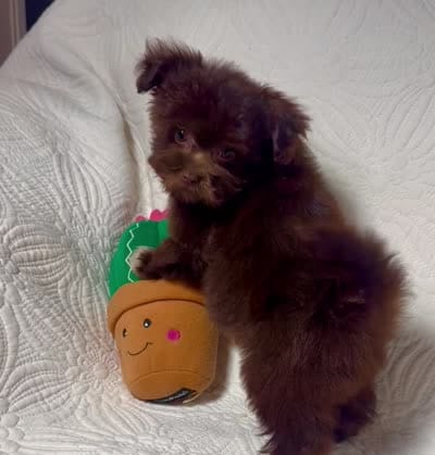Mocha , a female Pomapoo and Poodle - Toy  for sale in Terrell, TX – 7 of 8