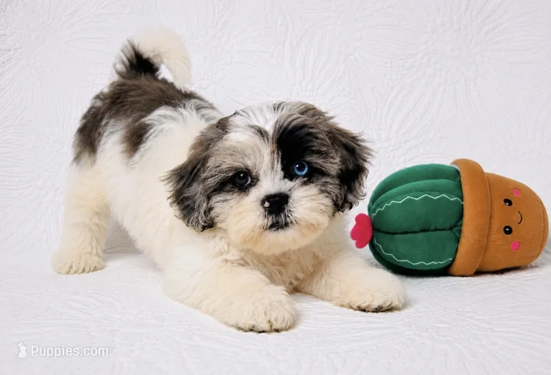 Blue – Shihpoo puppy for sale in Terrell, TX