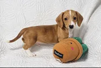 Hank , a male Miniature Dachshund for sale in Terrell, TX – 4 of 6