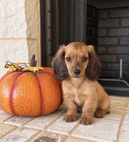 Liam, a male Miniature Dachshund for sale in Terrell, TX – 2 of 10