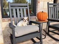 Tate , a male Shihpoo for sale in Terrell, TX – 7 of 10
