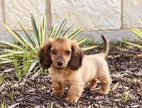 Liam, a male Miniature Dachshund for sale in Terrell, TX – 8 of 10