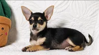 Princess, a female Chihuahua for sale in Terrell, TX – 6 of 10