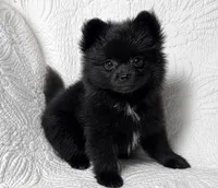 Licorice, a female Pomeranian for sale in Terrell, TX – 7 of 8