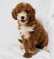 Rosie , a female Cockapoo for sale in Terrell, TX – 4 of 7