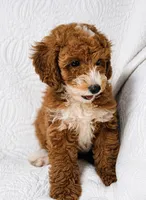Rosie , a female Cockapoo for sale in Terrell, TX – 5 of 7