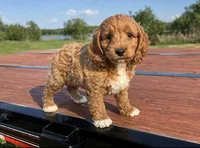 Socks, a male Cockapoo for sale in Terrell, TX – Photo 6 of 7