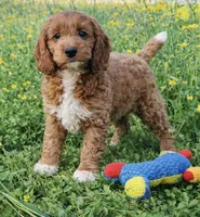 Socks, a male Cockapoo for sale in Terrell, TX – Photo 3 of 7