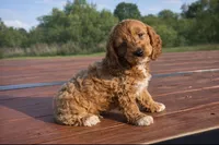 Socks, a male Cockapoo for sale in Terrell, TX – Photo 4 of 7