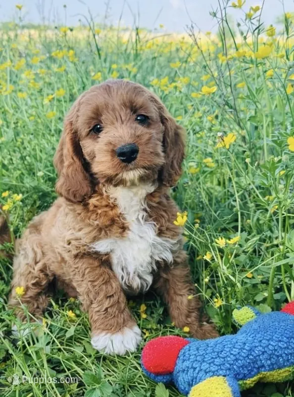 Socks – Cockapoo puppy for sale in Terrell, TX