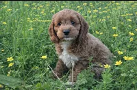 Socks, a male Cockapoo for sale in Terrell, TX – Photo 5 of 7