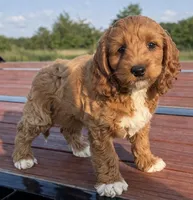 Socks, a male Cockapoo for sale in Terrell, TX – Photo 7 of 7