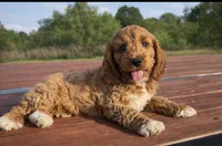 Socks, a male Cockapoo for sale in Terrell, TX – Photo 2 of 7