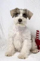 Cosmo , a male Miniature Schnauzer for sale in Terrell, TX – Photo 4 of 4