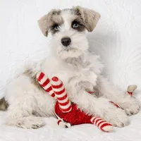 Cosmo , a male Miniature Schnauzer for sale in Terrell, TX – Photo 1 of 4