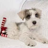 Cosmo , a male Miniature Schnauzer for sale in Terrell, TX – Photo 2 of 4