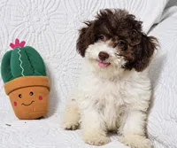 Jack, a male Cockapoo for sale in Terrell, TX – 1 of 8