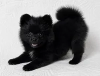 Licorice, a female Pomeranian for sale in Terrell, TX – 2 of 8