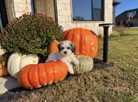 Tiffany,, a female Shihpoo for sale in Terrell, TX – 5 of 8