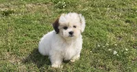 Abby , a female Shihpoo for sale in Terrell, TX – 2 of 10