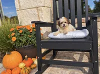 Cupcake , a female Shihpoo for sale in Terrell, TX – 2 of 9