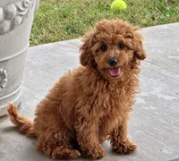 Tara, a female Miniature Goldendoodle for sale in Terrell, TX – 2 of 10