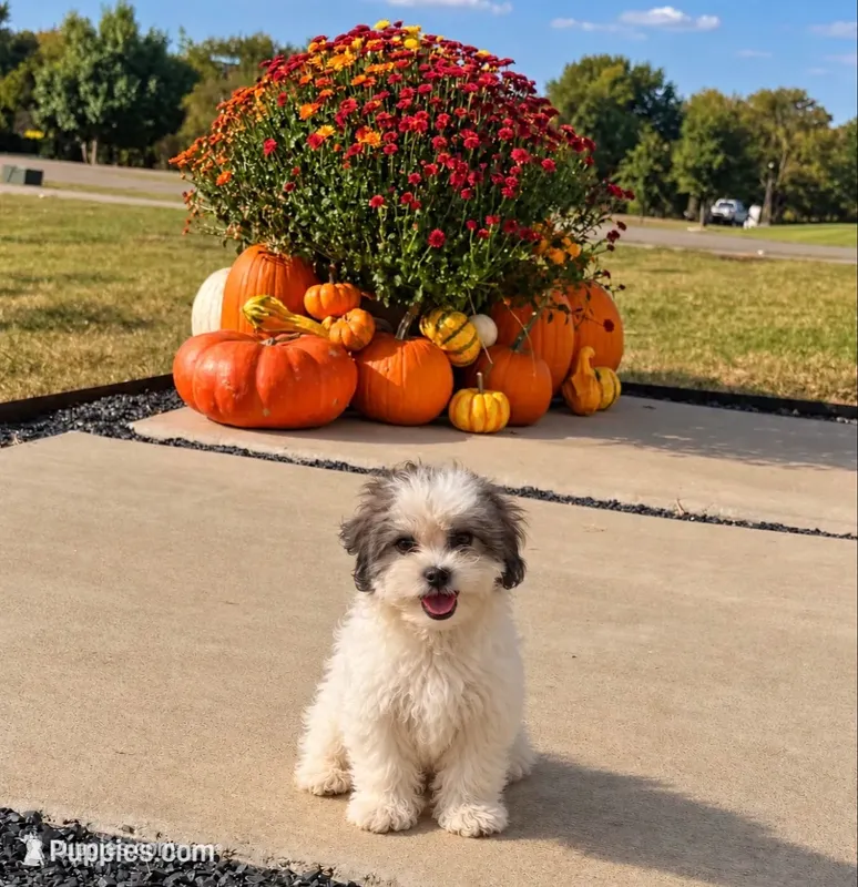 Tiffany, – Shihpoo puppy for sale in Terrell, TX