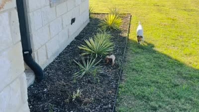 Liam, a male Miniature Dachshund for sale in Terrell, TX – 9 of 10