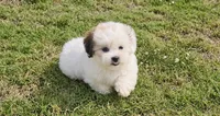 Abby , a female Shihpoo for sale in Terrell, TX – 8 of 10