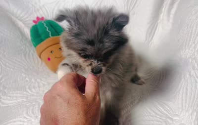 Cody , a male Pomeranian for sale in Terrell, TX – 8 of 8