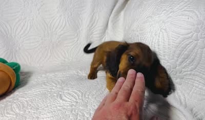 Lexie, a female Miniature Dachshund for sale in Terrell, TX – 7 of 7