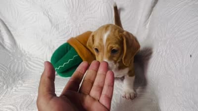 Hank , a male Miniature Dachshund for sale in Terrell, TX – 6 of 6