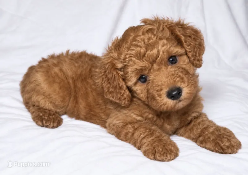 Emmy  – Cockapoo puppy for sale in Terrell, TX