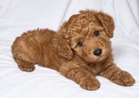 Emmy , a female Cockapoo for sale in Terrell, TX – 1 of 4