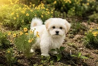 Charlie , a male Maltipoo for sale in Terrell, TX – 5 of 7
