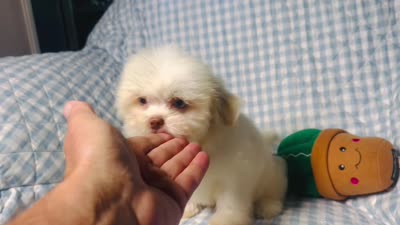 Connor , a male Shih Tzu for sale in Terrell, TX – 10 of 10