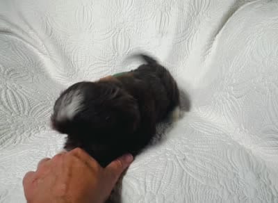 Drake , a male Shih Tzu for sale in Terrell, TX – 8 of 9