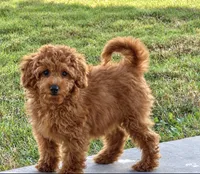 Tara, a female Miniature Goldendoodle for sale in Terrell, TX – 8 of 10