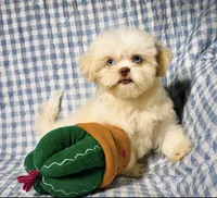 Connor , a male Shih Tzu for sale in Terrell, TX – 5 of 10