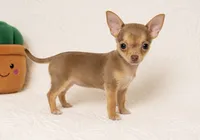 Timmy , a male Chihuahua for sale in Terrell, TX – 3 of 8