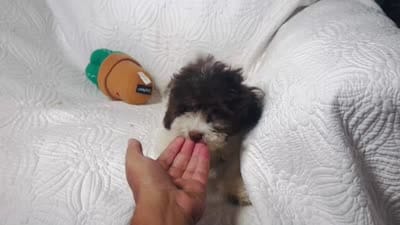 Jack, a male Cockapoo for sale in Terrell, TX – 7 of 8