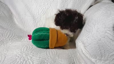 Jack, a male Cockapoo for sale in Terrell, TX – 8 of 8