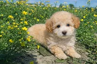 Buddy , a male Maltipoo for sale in Terrell, TX – Photo 3 of 6