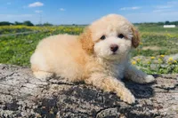 Buddy , a male Maltipoo for sale in Terrell, TX – Photo 6 of 6