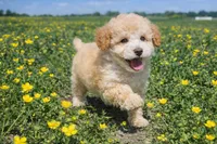 Buddy , a male Maltipoo for sale in Terrell, TX – Photo 5 of 6