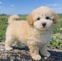 Buddy , a male Maltipoo for sale in Terrell, TX – Photo 1 of 6