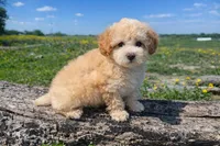 Buddy , a male Maltipoo for sale in Terrell, TX – Photo 4 of 6
