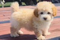 Buddy , a male Maltipoo for sale in Terrell, TX – Photo 2 of 6